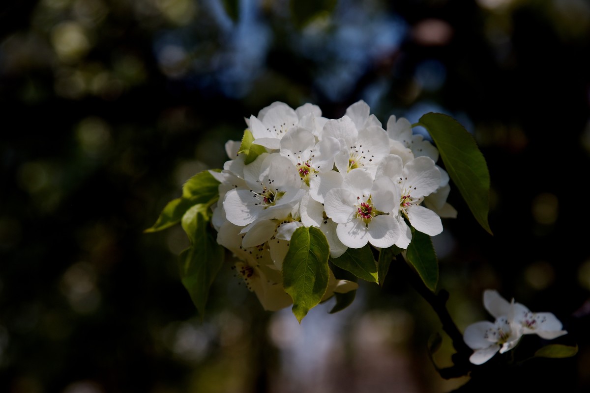2025之春（十六）－ 梨花