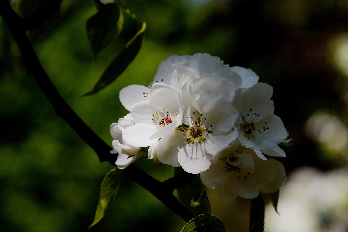 2025之春（十六）－ 梨花