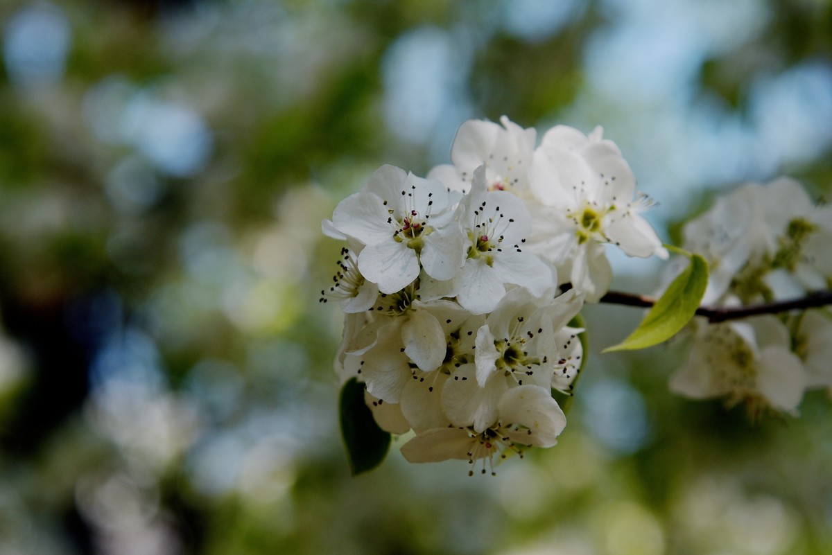 2025之春（十六）－ 梨花