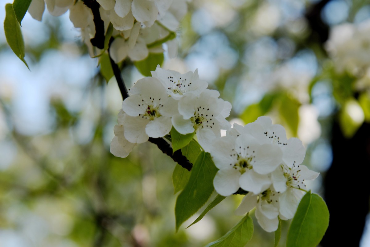 2025之春（十六）－ 梨花