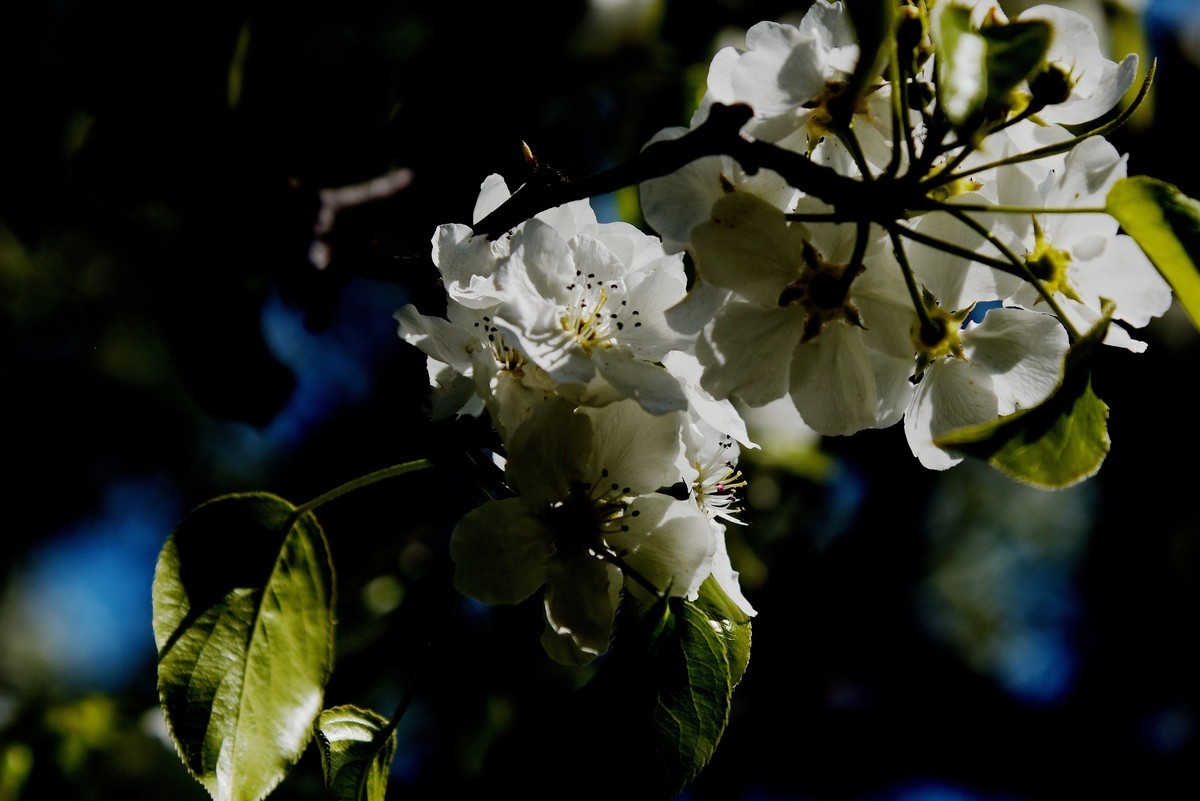 2025之春（十六）－ 梨花