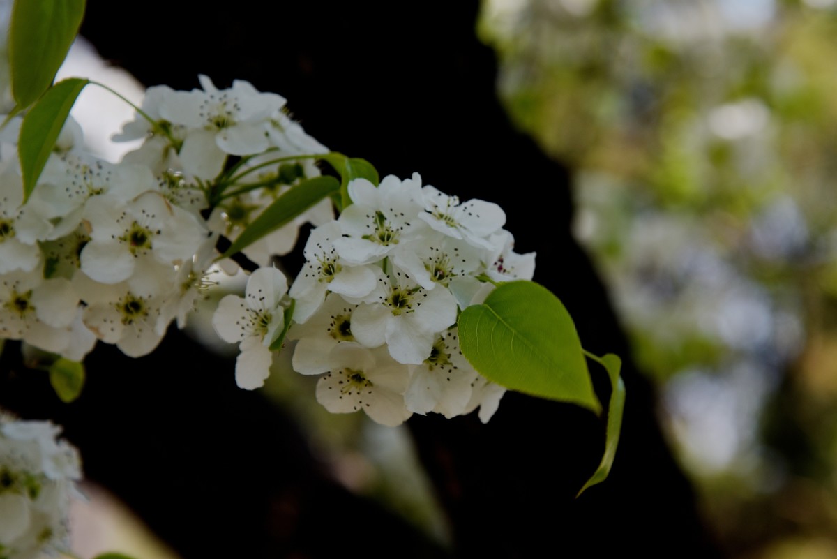 2025之春（十六）－ 梨花