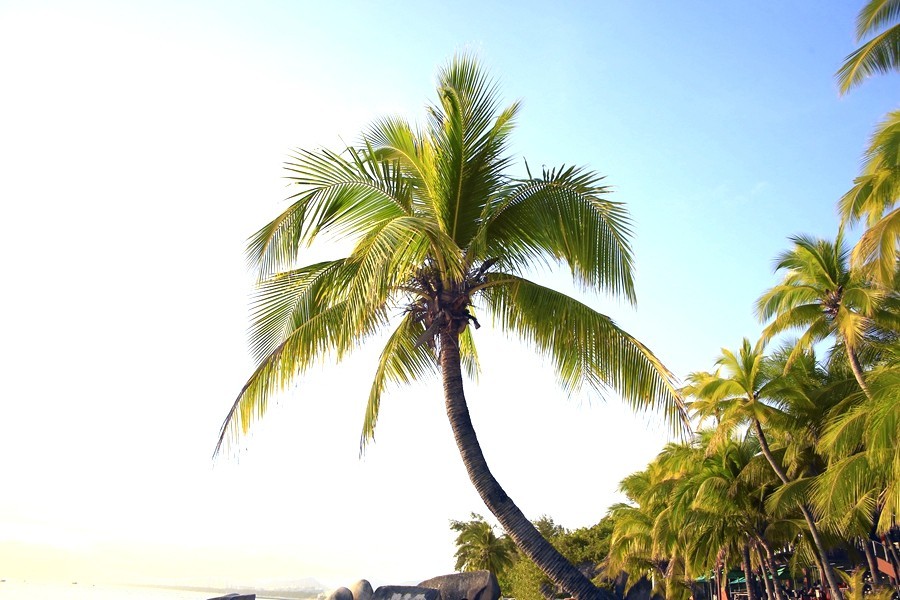 《不老松：忆海南游记》三亚天涯海角游览区！(05)