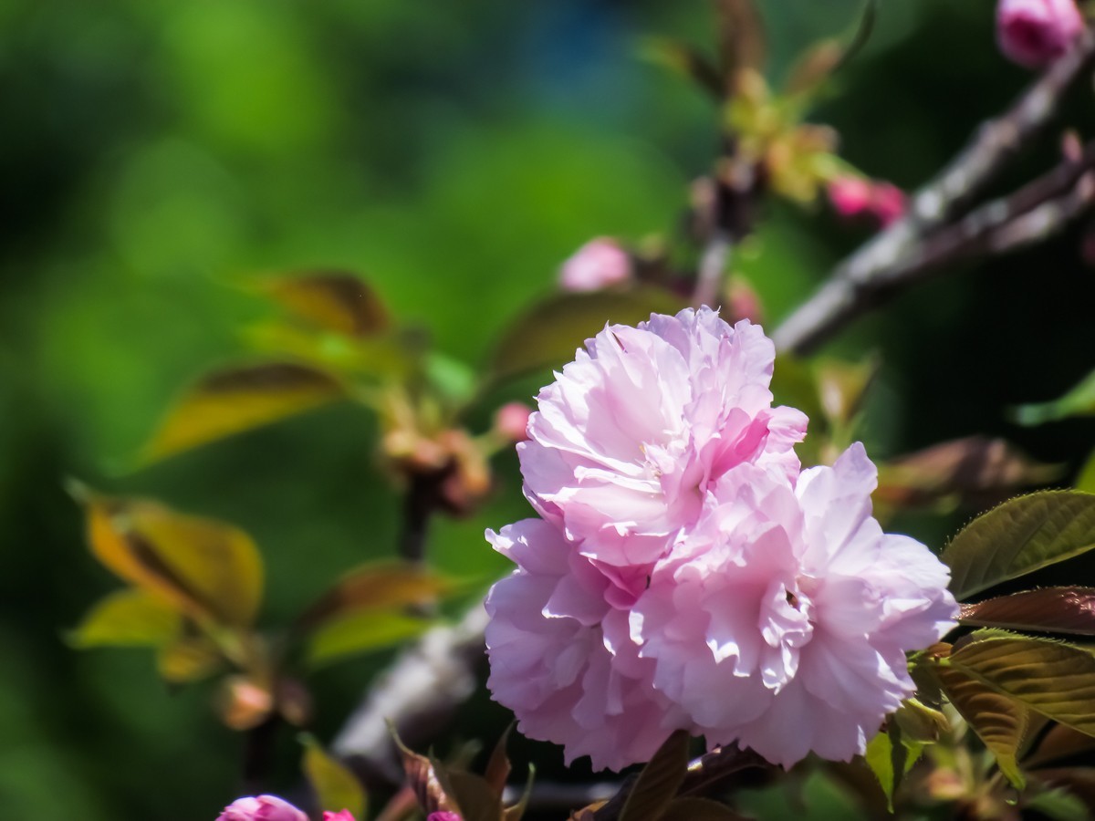 樱花