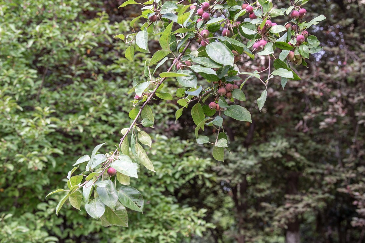 庐州印象（473）海棠公园