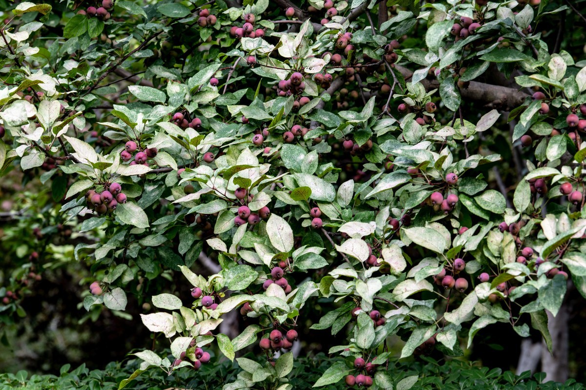 庐州印象（473）海棠公园