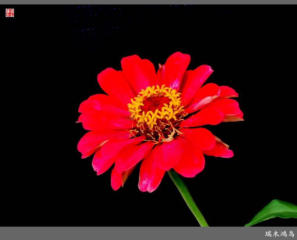 【2022之花季】40.赏心悦目百日菊