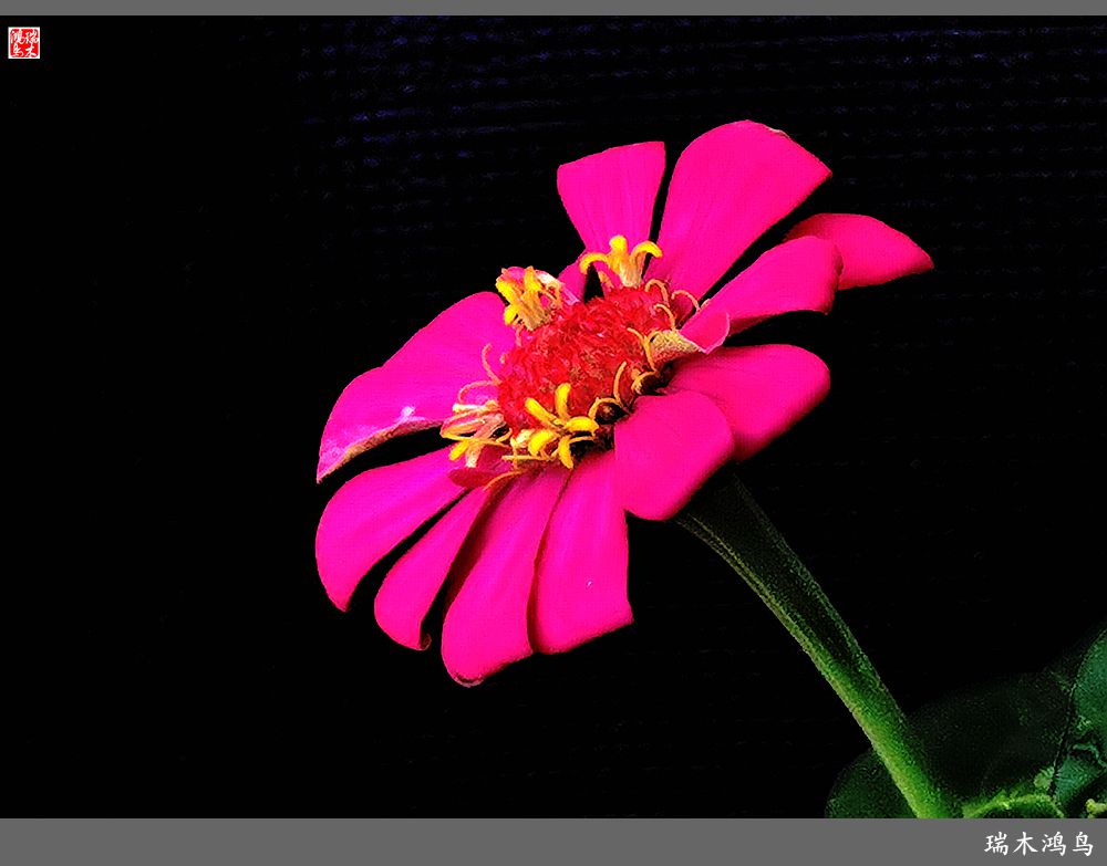 【2022之花季】40.赏心悦目百日菊