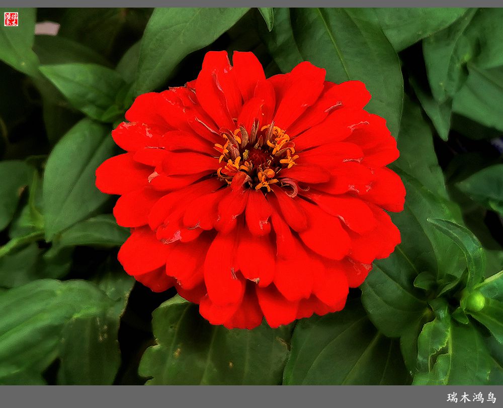 【2022之花季】40.赏心悦目百日菊