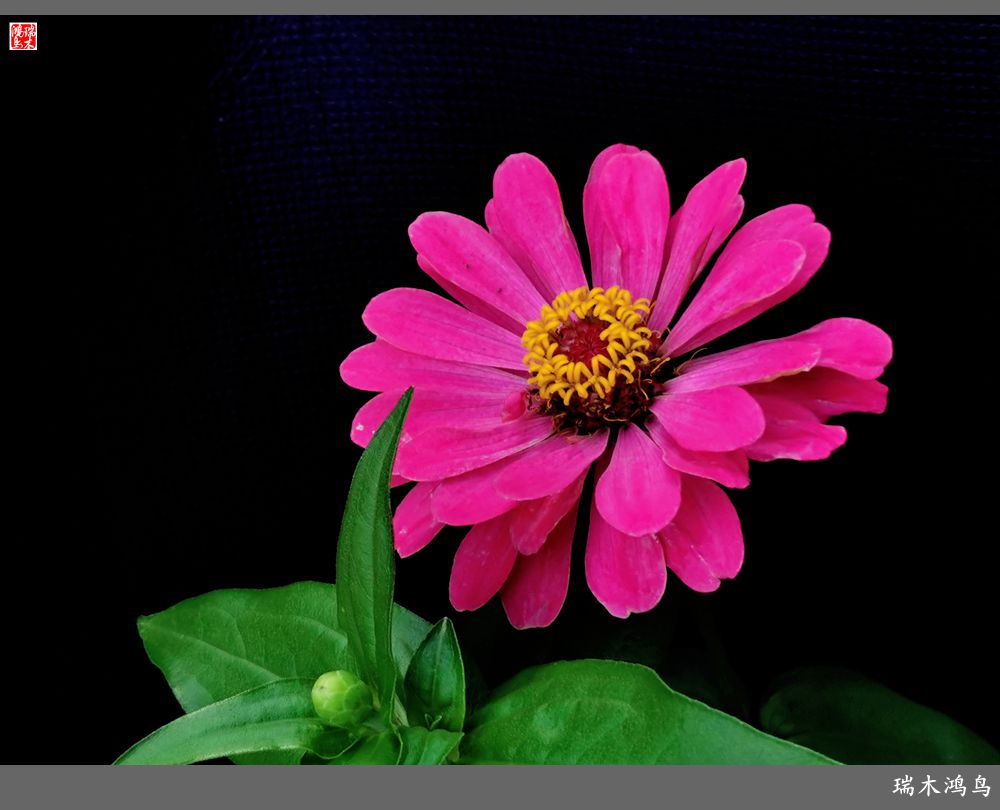 【2022之花季】40.赏心悦目百日菊