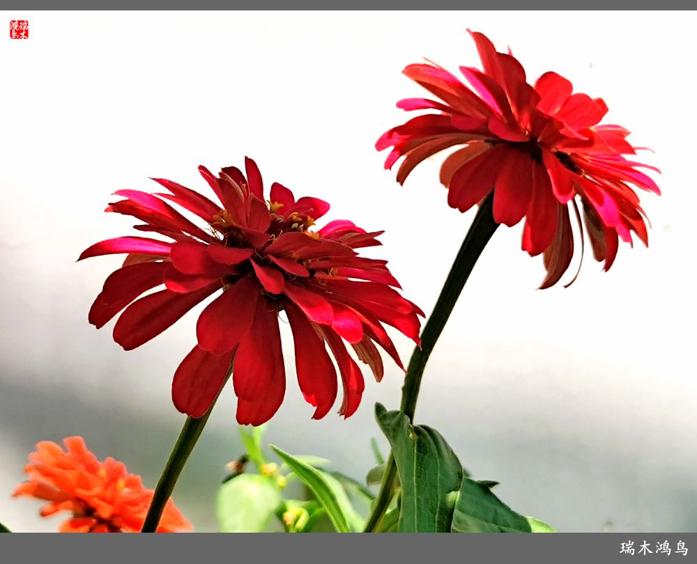 【2022之花季】40.赏心悦目百日菊