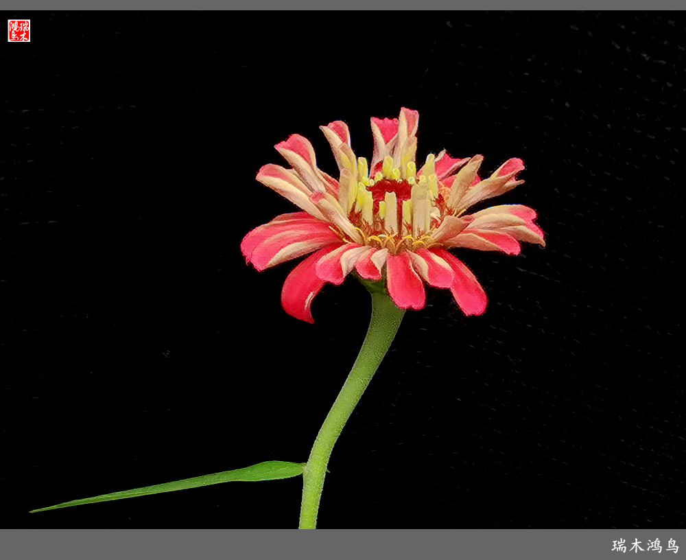 【2022之花季】40.赏心悦目百日菊