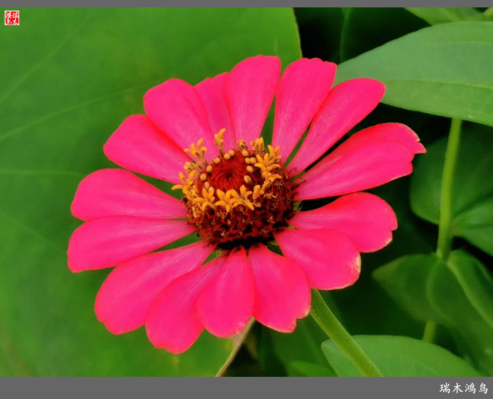 【2022之花季】40.赏心悦目百日菊