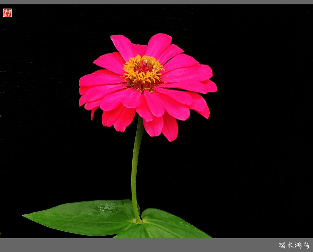 【2022之花季】40.赏心悦目百日菊