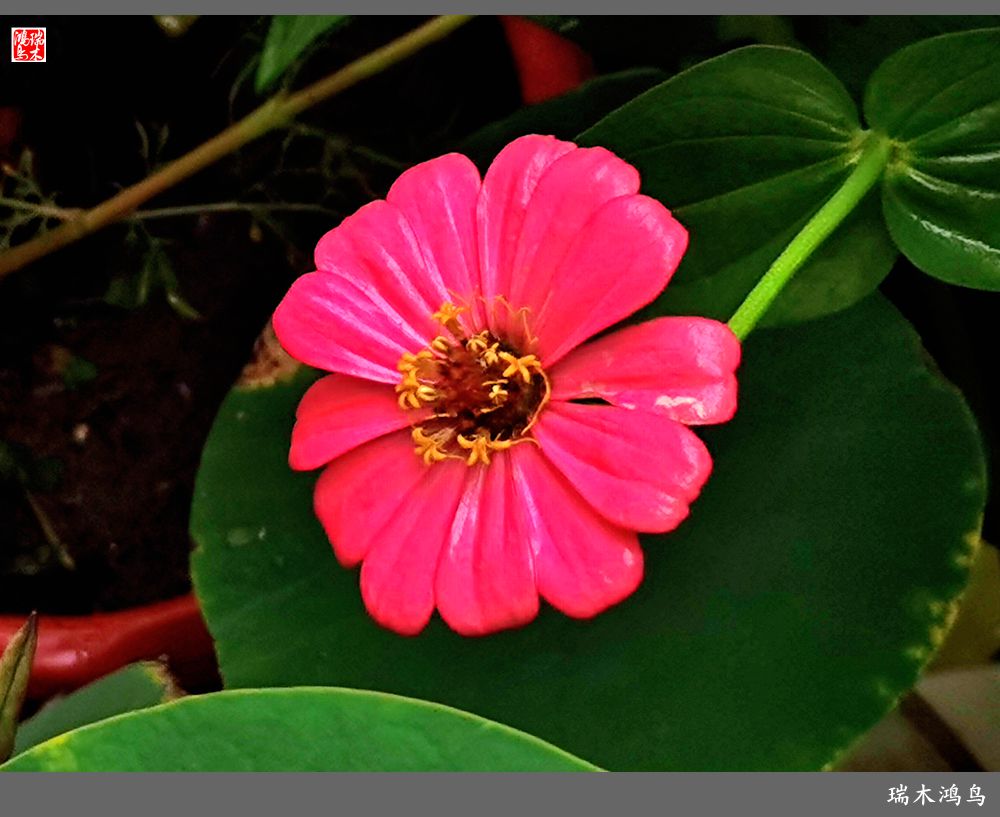 【2022之花季】40.赏心悦目百日菊