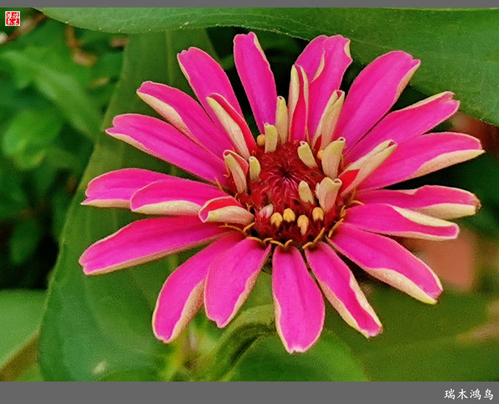 【2022之花季】40.赏心悦目百日菊