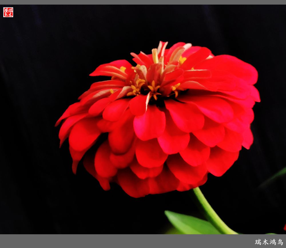 【2022之花季】40.赏心悦目百日菊