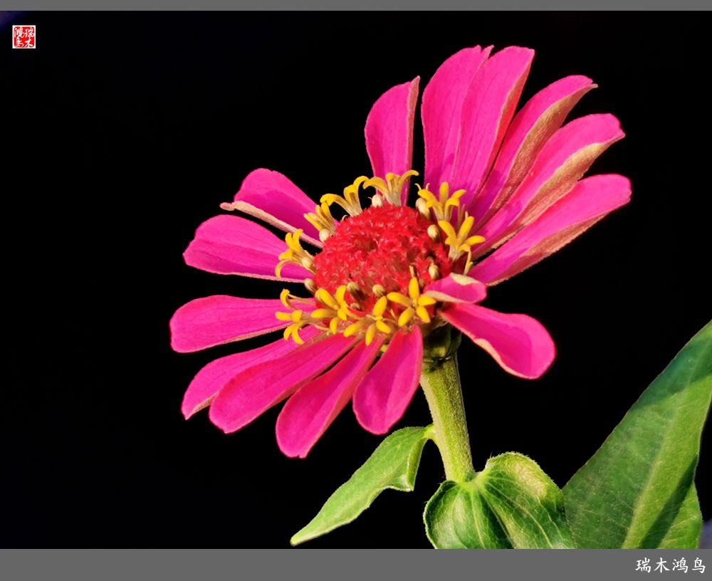 【2022之花季】40.赏心悦目百日菊