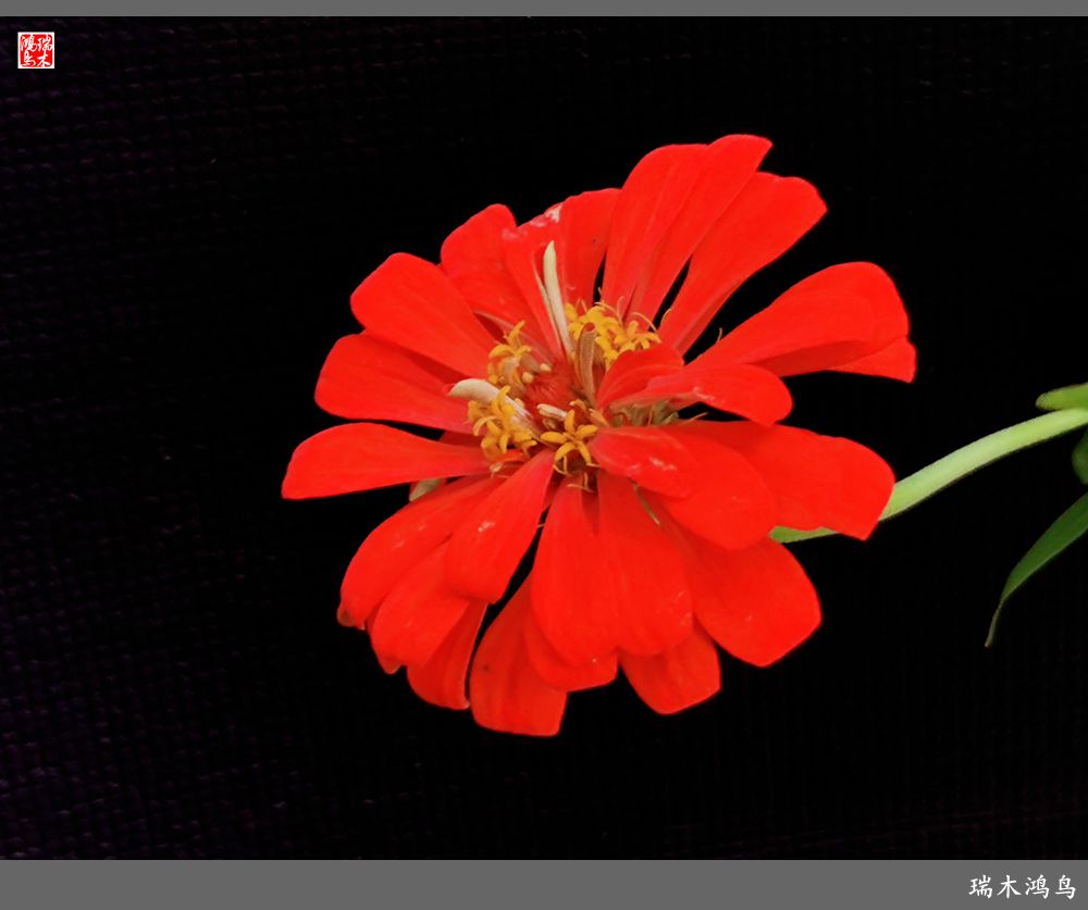 【2022之花季】40.赏心悦目百日菊