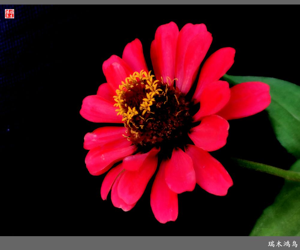 【2022之花季】40.赏心悦目百日菊