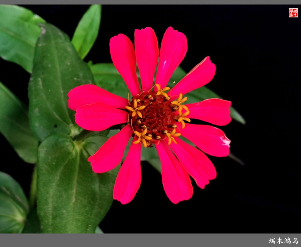 【2022之花季】40.赏心悦目百日菊