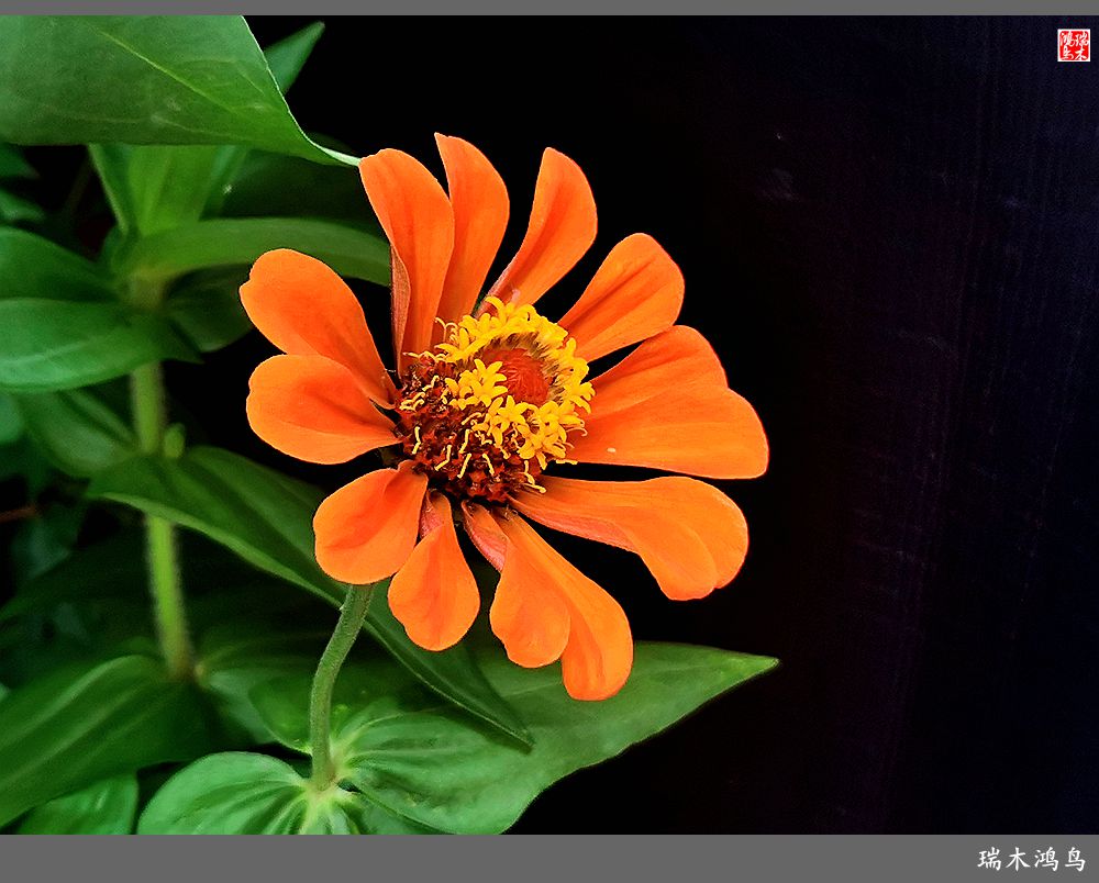 【2022之花季】40.赏心悦目百日菊