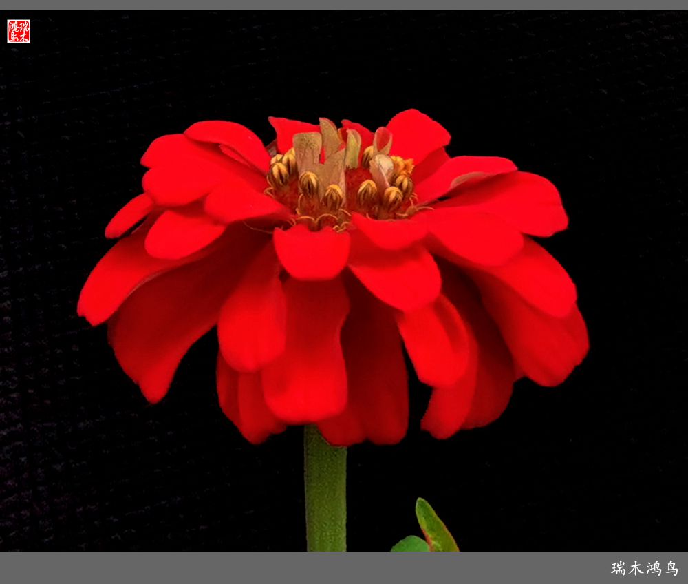 【2022之花季】40.赏心悦目百日菊