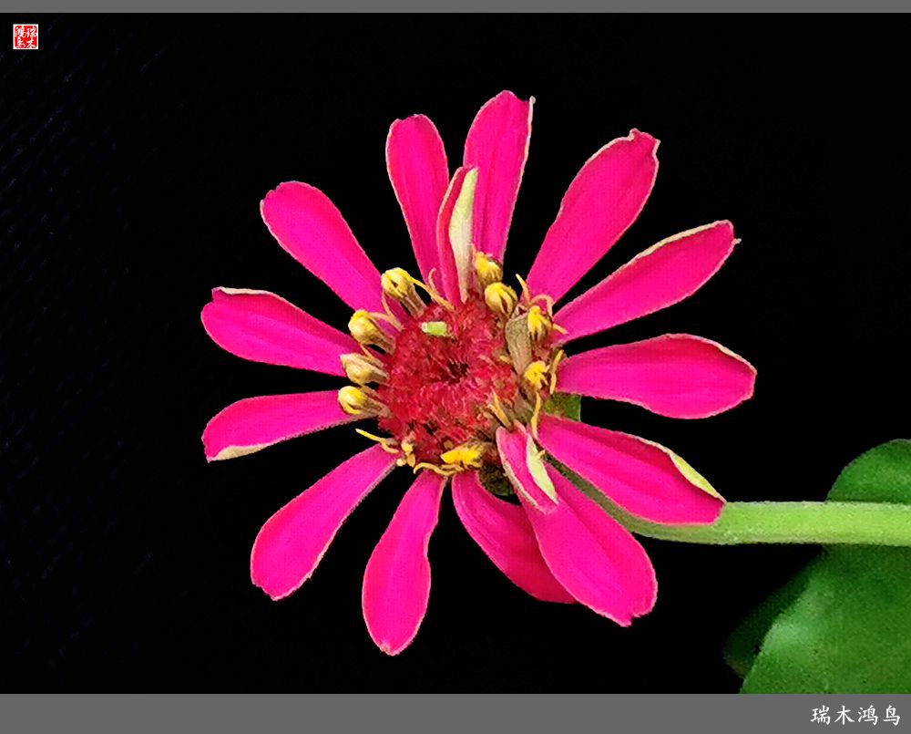 【2022之花季】40.赏心悦目百日菊