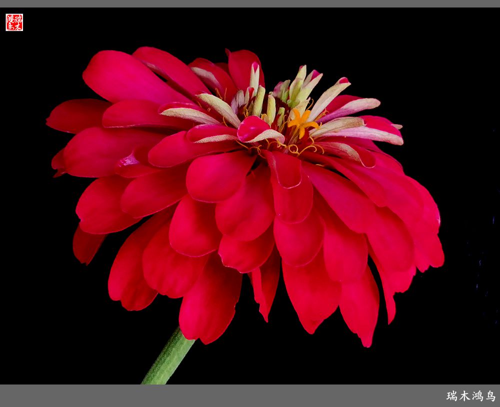 【2022之花季】40.赏心悦目百日菊