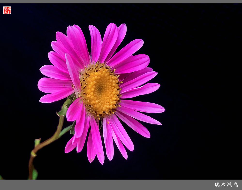 【2022之花季】40.赏心悦目百日菊