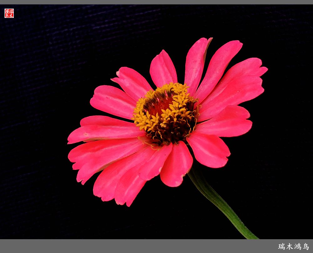 【2022之花季】40.赏心悦目百日菊