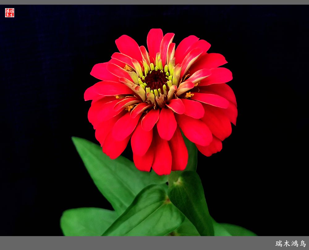 【2022之花季】40.赏心悦目百日菊