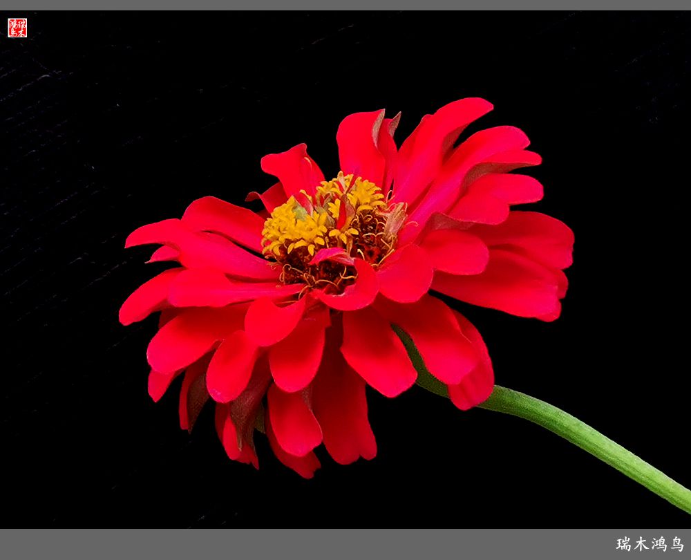 【2022之花季】40.赏心悦目百日菊