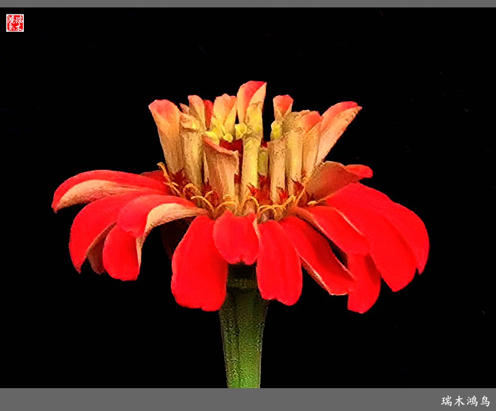 【2022之花季】40.赏心悦目百日菊