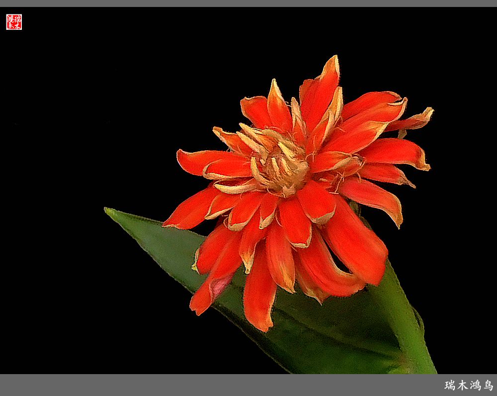 【2022之花季】40.赏心悦目百日菊