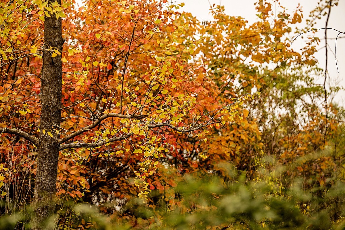 秋天最浪漫的吻
