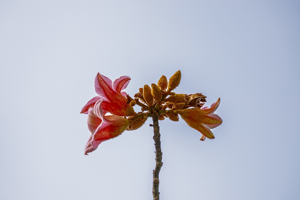 2022花城看花（66）：异色瓶子树开的花