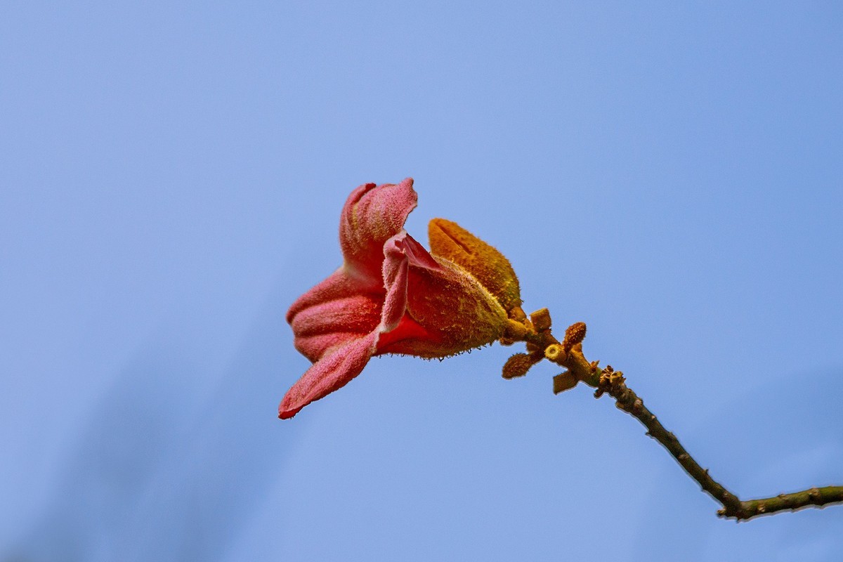 2022花城看花（66）：异色瓶子树开的花