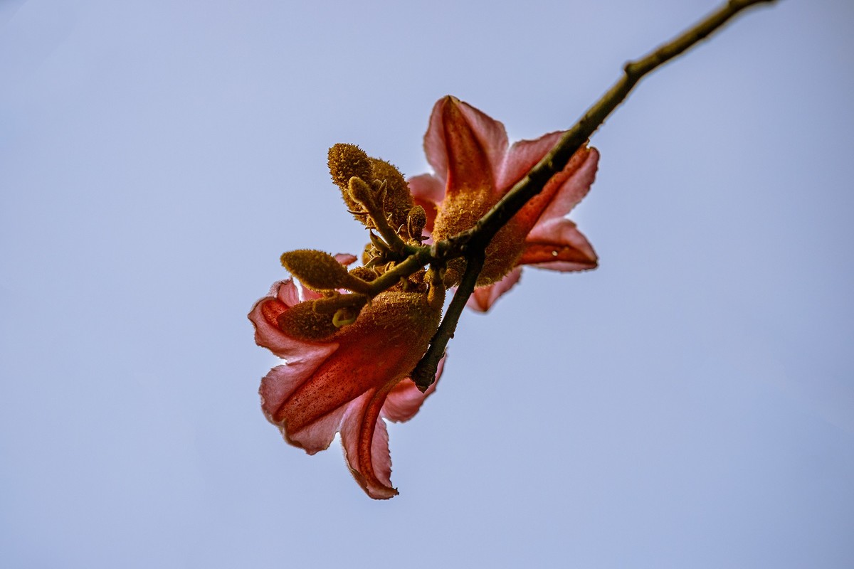 2022花城看花（66）：异色瓶子树开的花