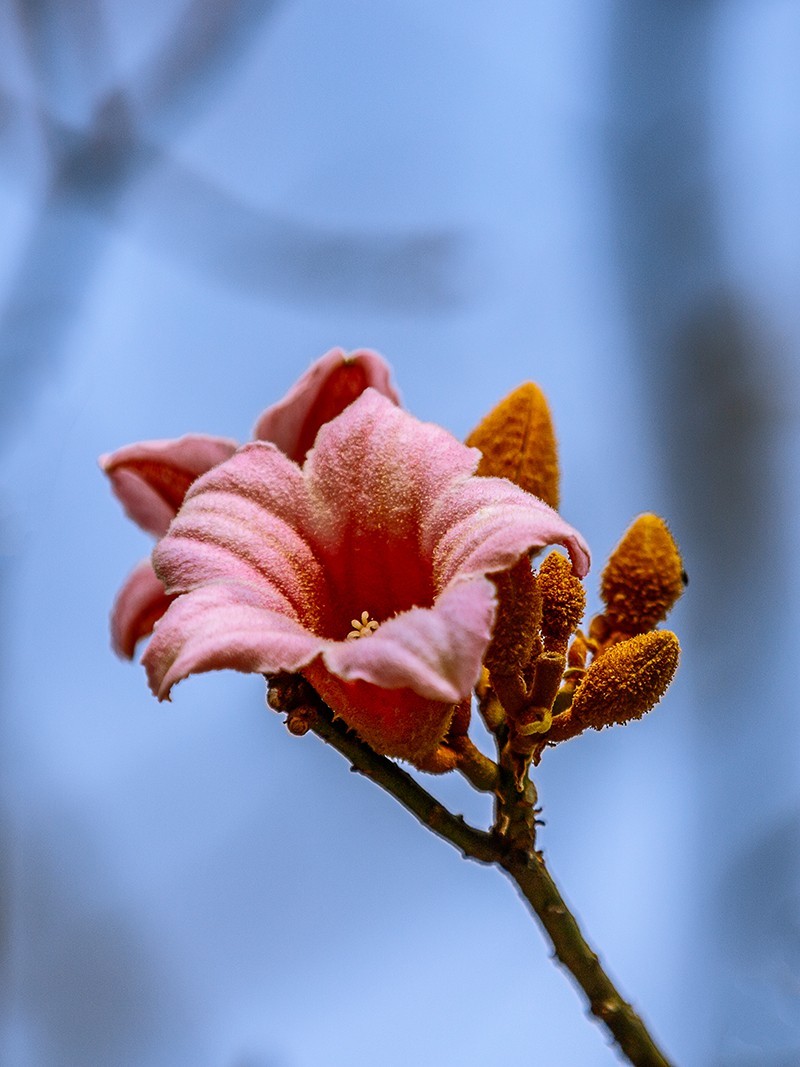 2022花城看花（66）：异色瓶子树开的花