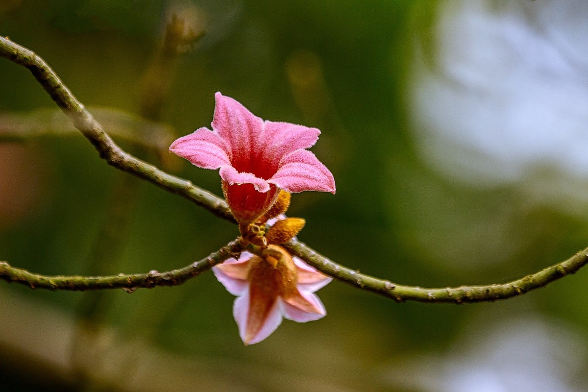 2022花城看花（66）：异色瓶子树开的花