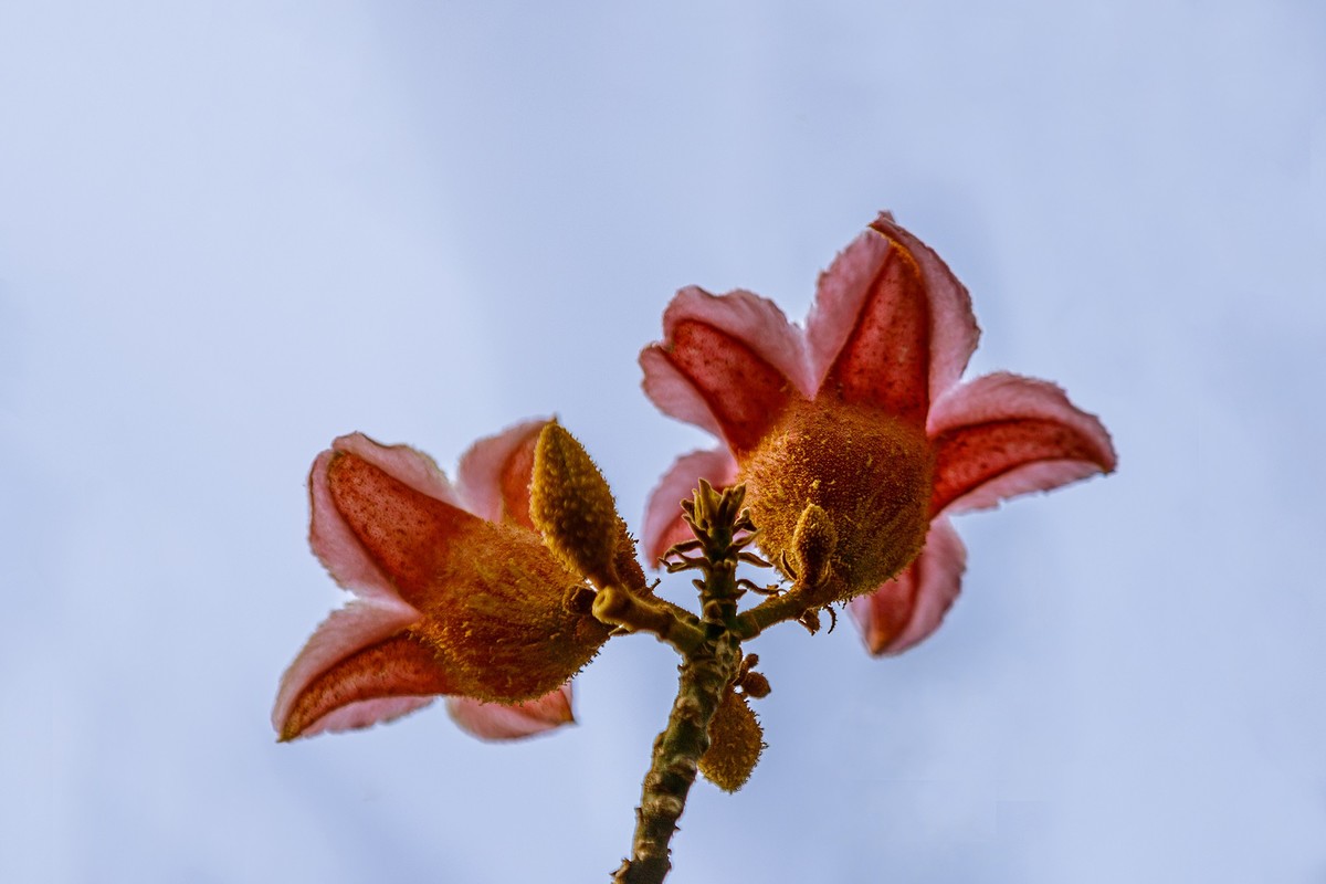 2022花城看花（66）：异色瓶子树开的花