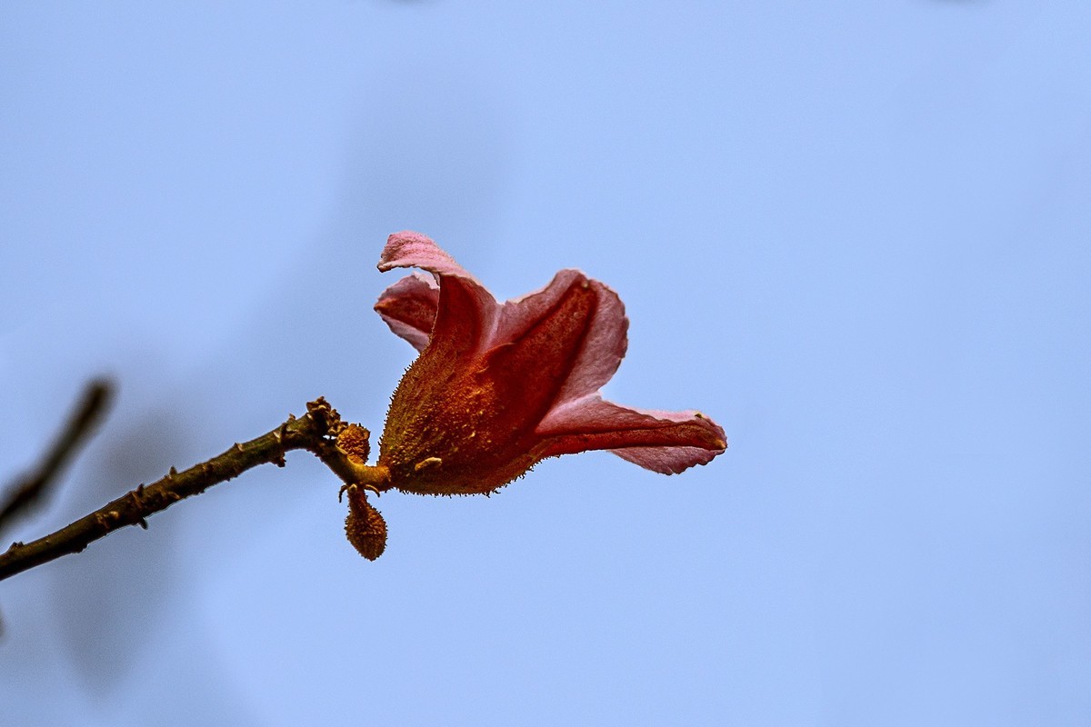 2022花城看花（66）：异色瓶子树开的花