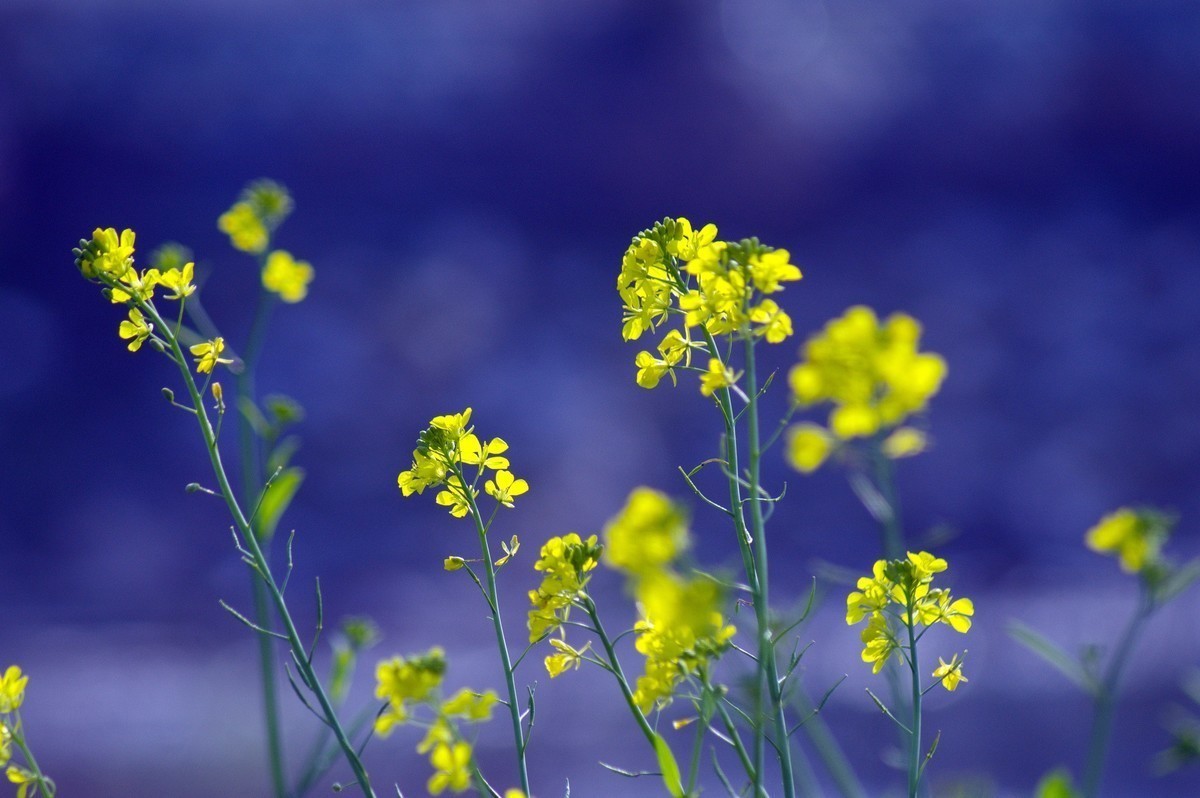 #版主坐堂# 小五星空(中国)2023年2月精品荟萃