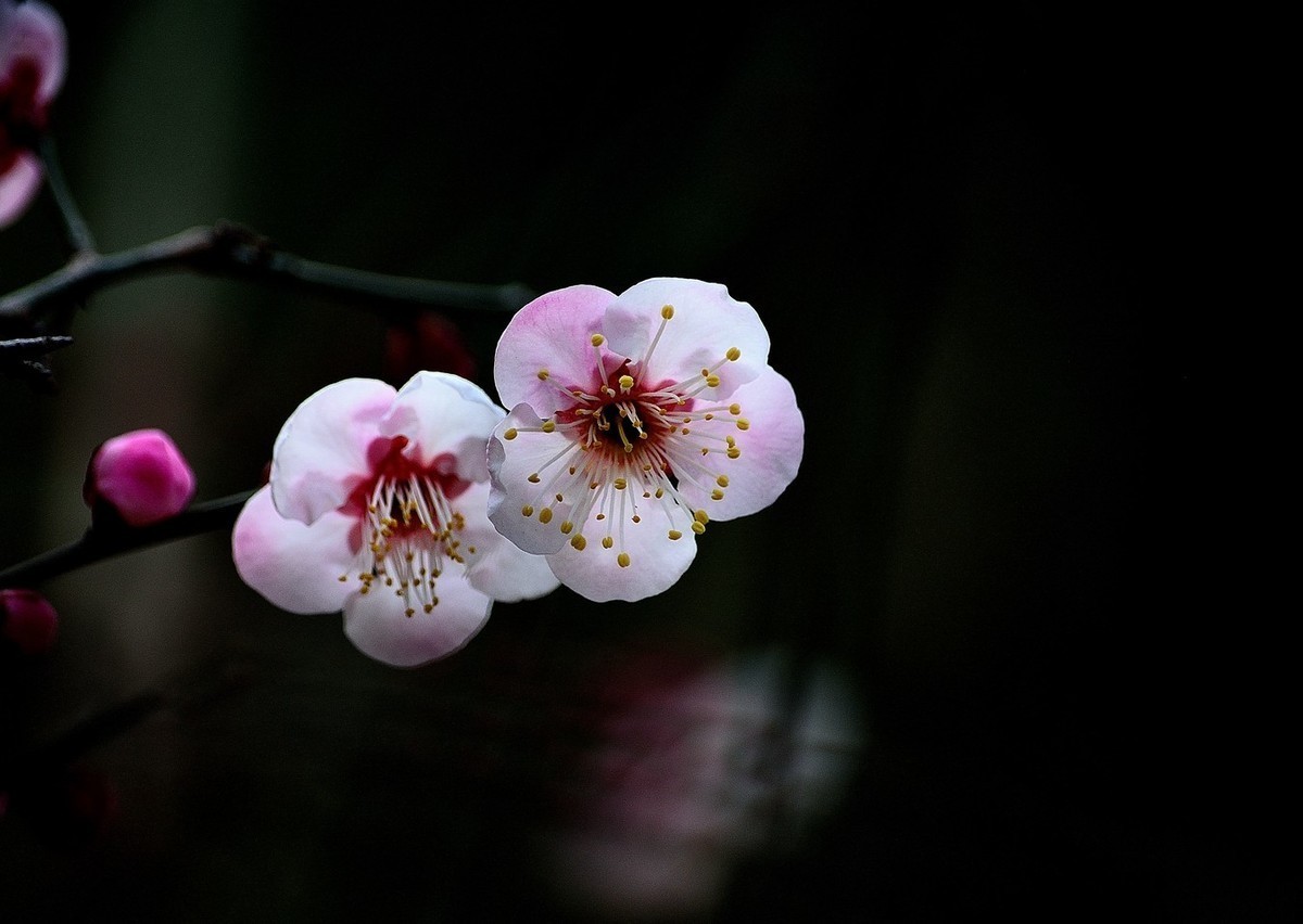 #版主坐堂# 小五星空(中国)2023年2月精品荟萃