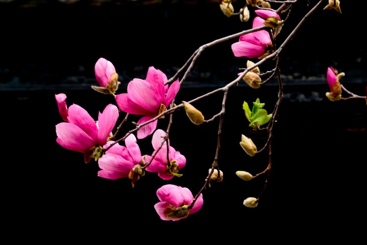 #版主坐堂# 小五星空(中国)2023年2月精品荟萃