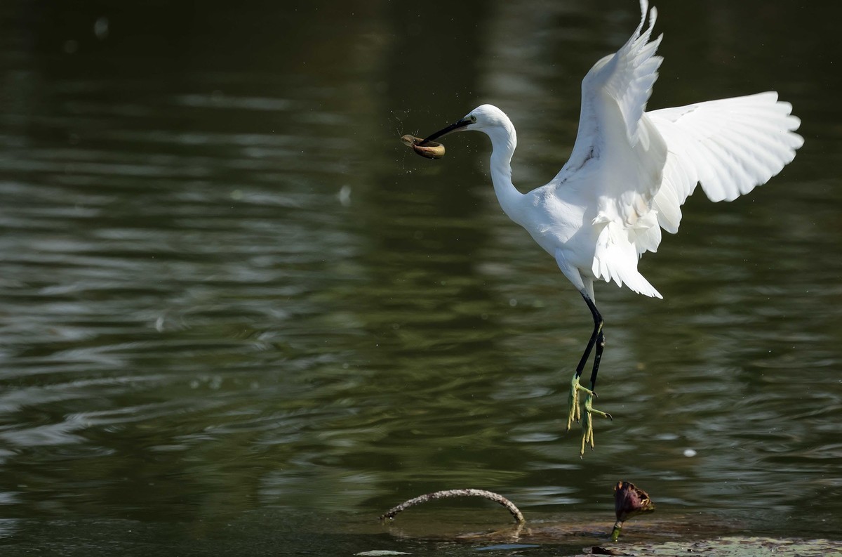 闪展腾挪的小白鹭