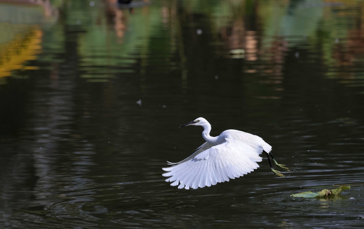 闪展腾挪的小白鹭