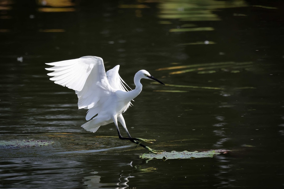 闪展腾挪的小白鹭