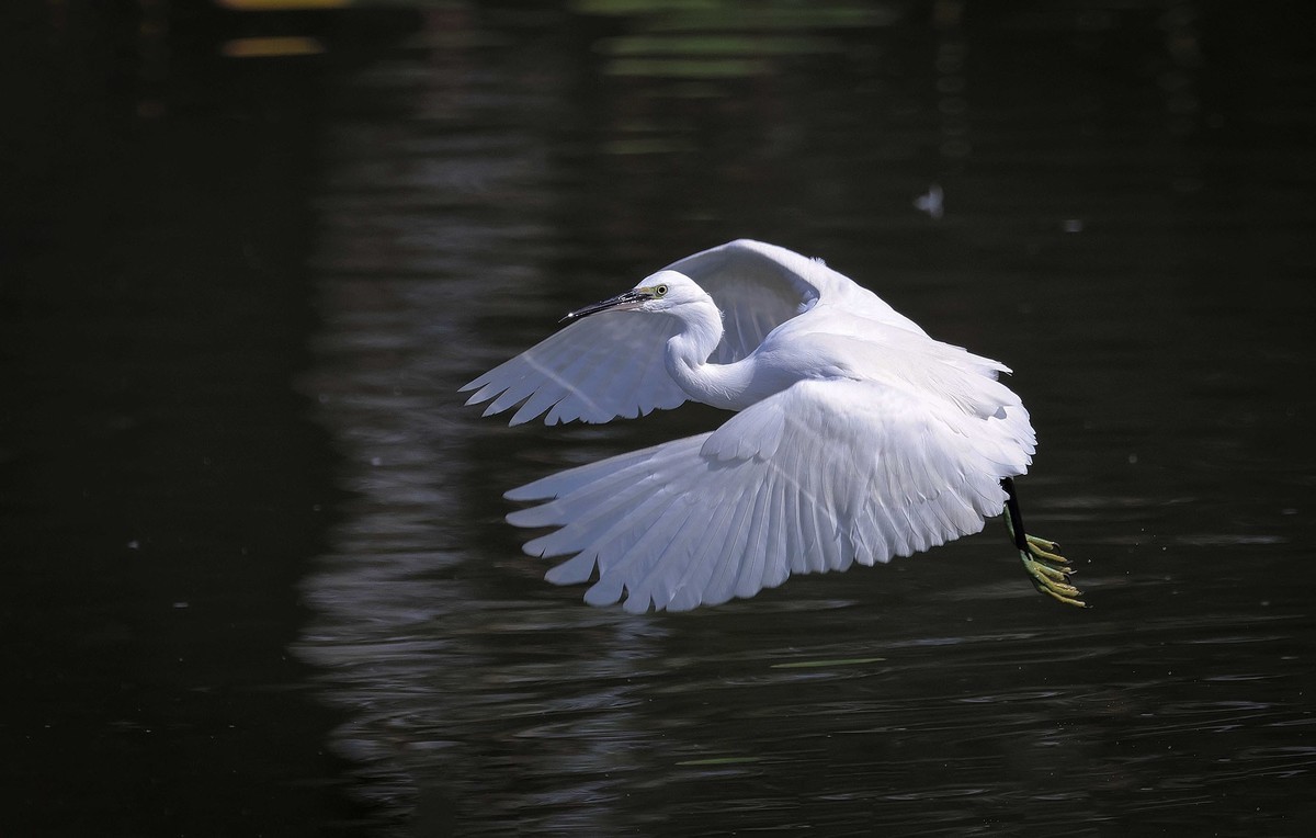 闪展腾挪的小白鹭